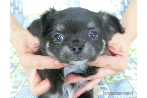 成約済の千葉県のチワワ(ロングコート)-159387の1枚目